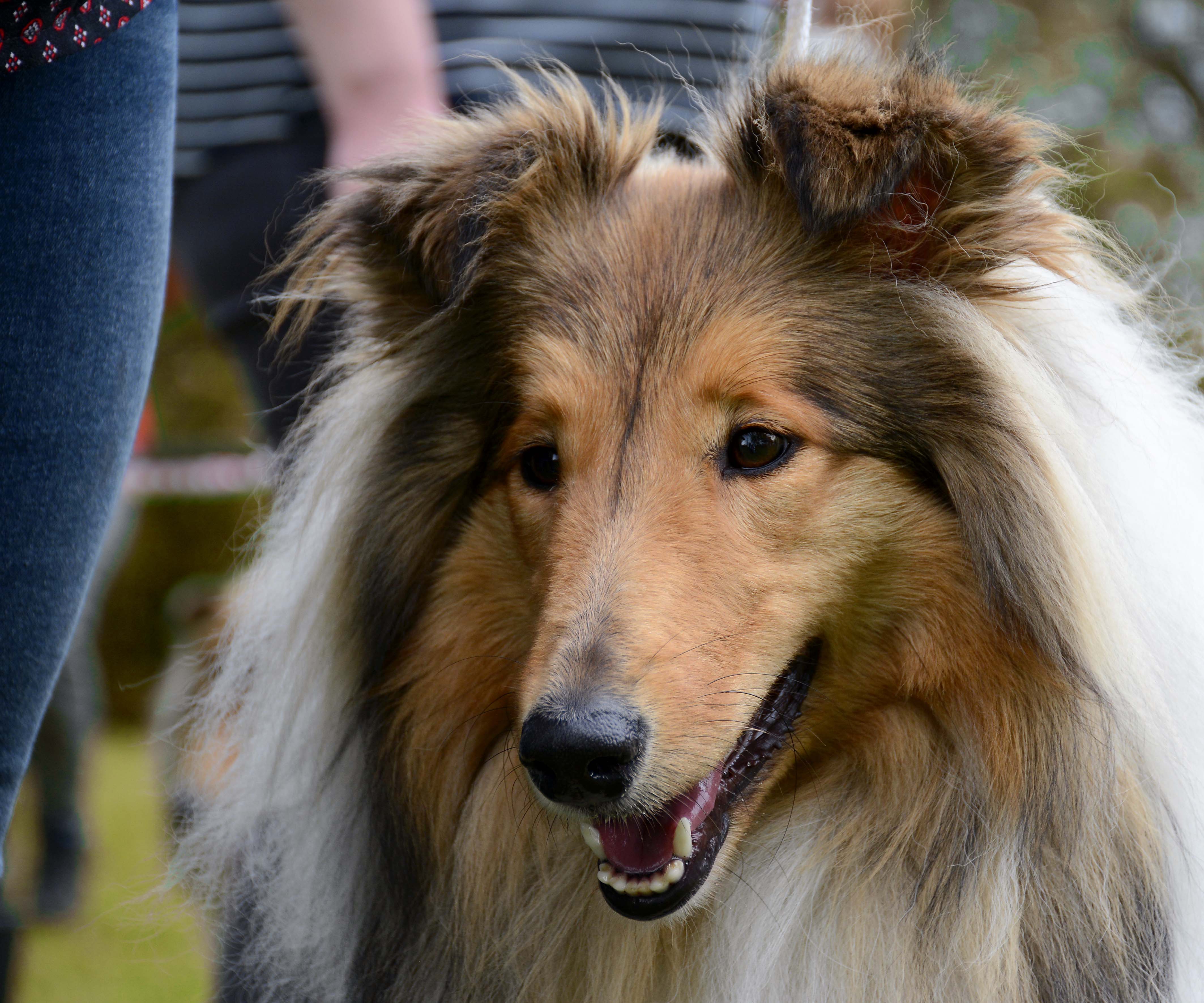 Ginger Karino Bohemia